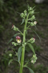 Scrophularia laevigata