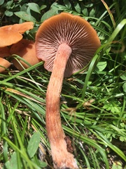 Laccaria laccata pallidifolia
