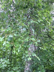 Betula neoalaskana