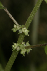 Parietaria lusitanica