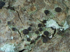 Bacidia polychroa