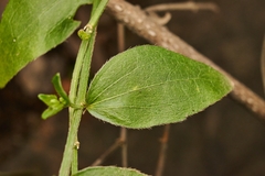 Chiropetalum