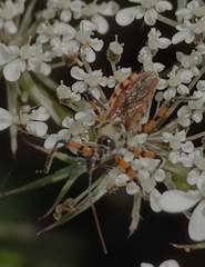 Sphedanolestes pulchellus