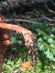 Laccaria laccata pallidifolia
