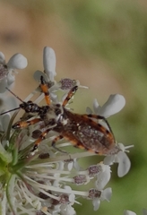 Sphedanolestes pulchellus