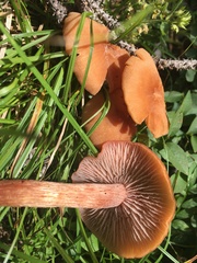 Laccaria laccata pallidifolia