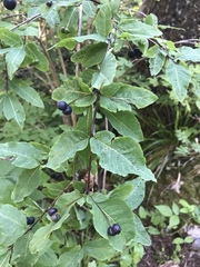 Lonicera nigra