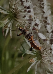 Sphedanolestes pulchellus