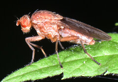 Suillia affinis