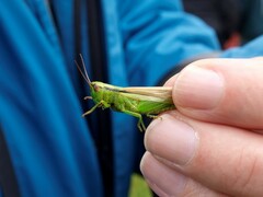 Mecostethus parapleurus
