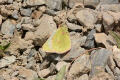 Colias cocandica