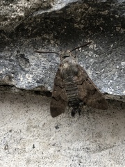 Macroglossum stellatarum
