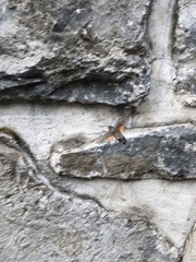 Macroglossum stellatarum