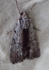 Catocala gracilis