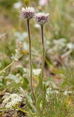 Erigeron lachnocephalus