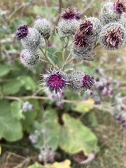 Arctium tomentosum