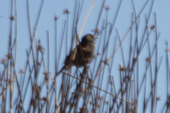 Phleocryptes melanops