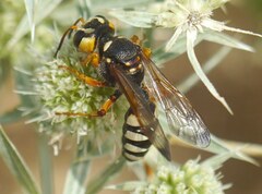 Cerceris tuberculata