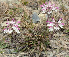 Pedicularis cheilanthifolia