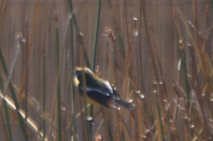 Tachuris rubrigastra