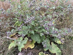 Arctium tomentosum