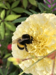 Bombus