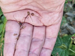 Geranium robertianum