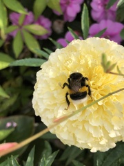 Bombus