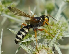 Cerceris tuberculata