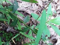 Sericocarpus asteroides