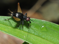 Trigonidium erythrocephalum