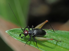 Trigonidium erythrocephalum