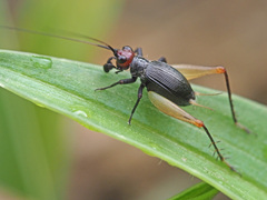 Trigonidium erythrocephalum