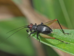 Trigonidium erythrocephalum