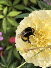 Bombus
