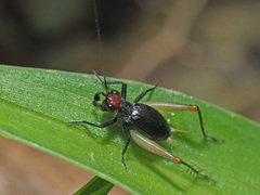 Trigonidium erythrocephalum