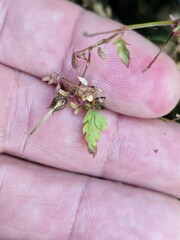 Geranium robertianum