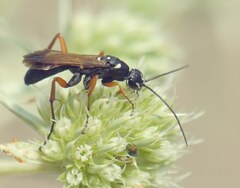 Cryptocheilus variabilis