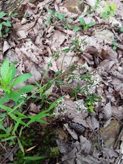 Sericocarpus asteroides