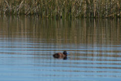 Oxyura ferruginea