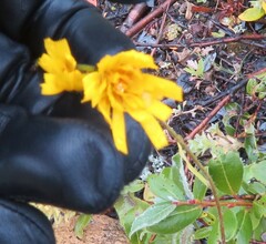Hieracium lepidulum
