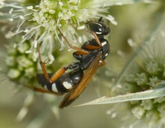 Cryptocheilus variabilis