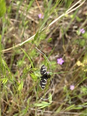 Adela trigrapha