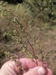 Artemisia marschalliana