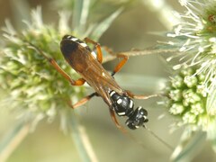 Cryptocheilus variabilis