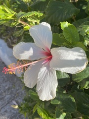 Hibiscus arnottianus