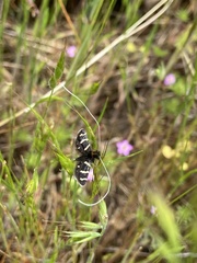 Adela trigrapha