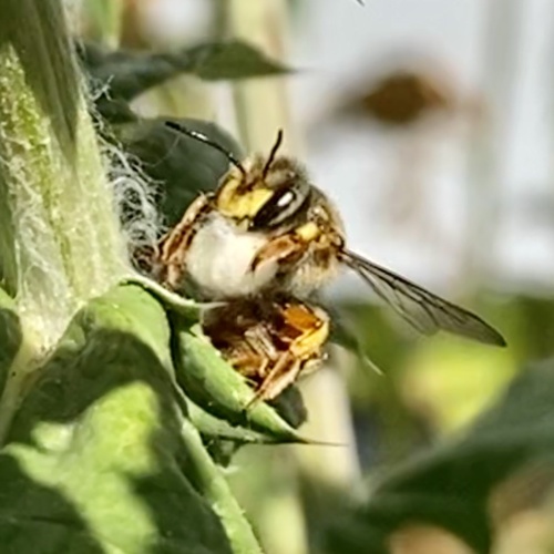European wool carder bee