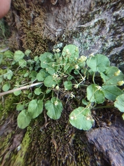 Dioscorea humilis
