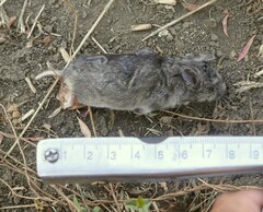 Nothocricetulus migratorius